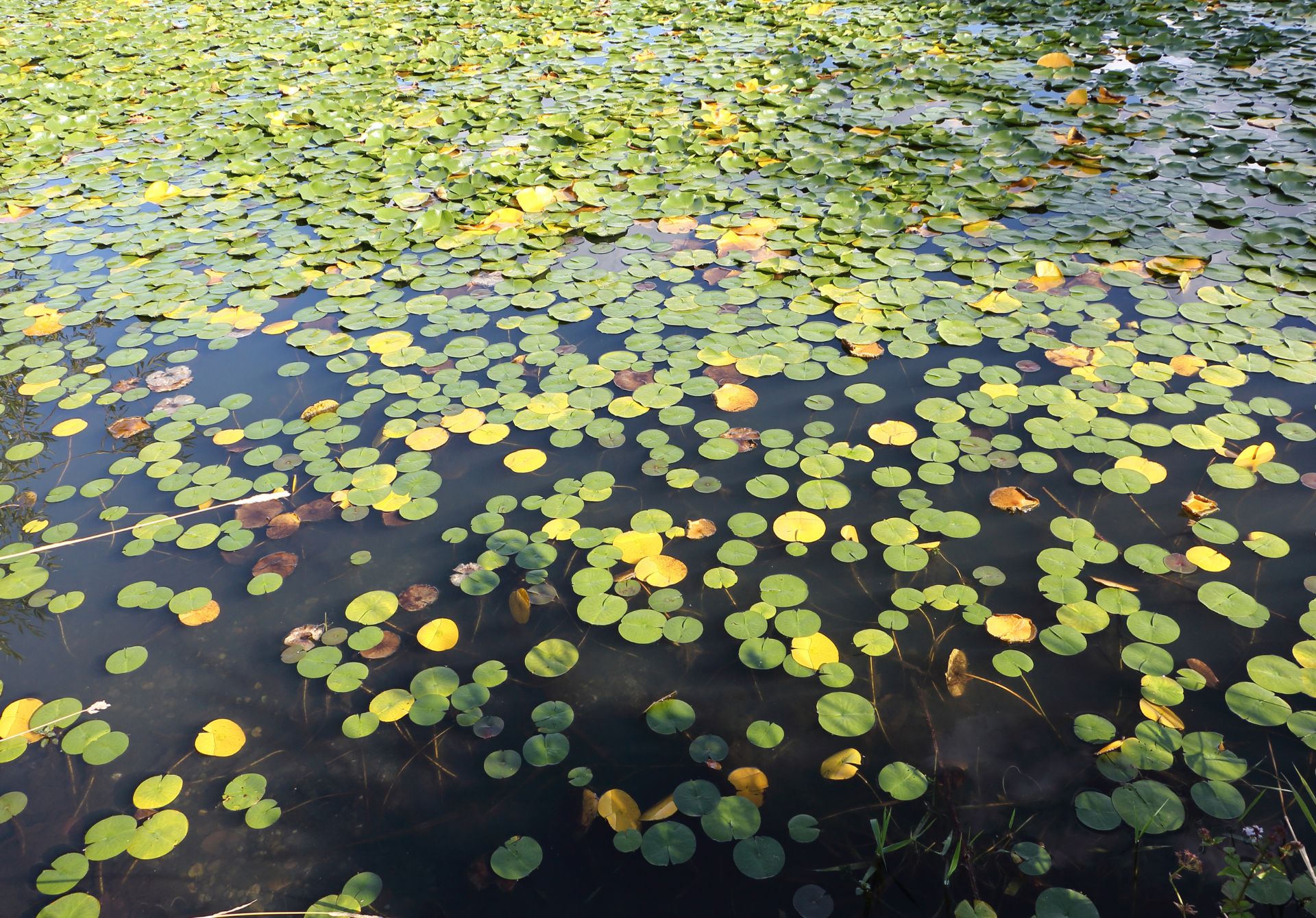 Green Lake Park