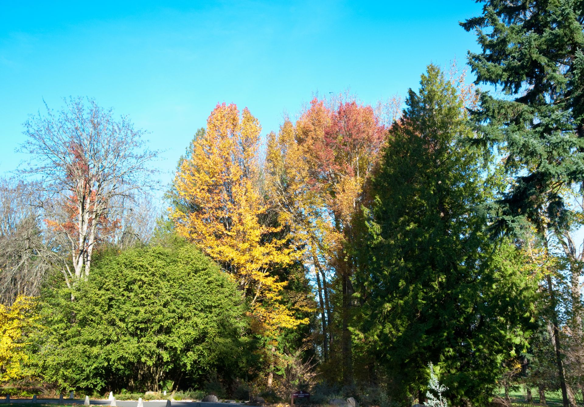 Washington Park Arboretum